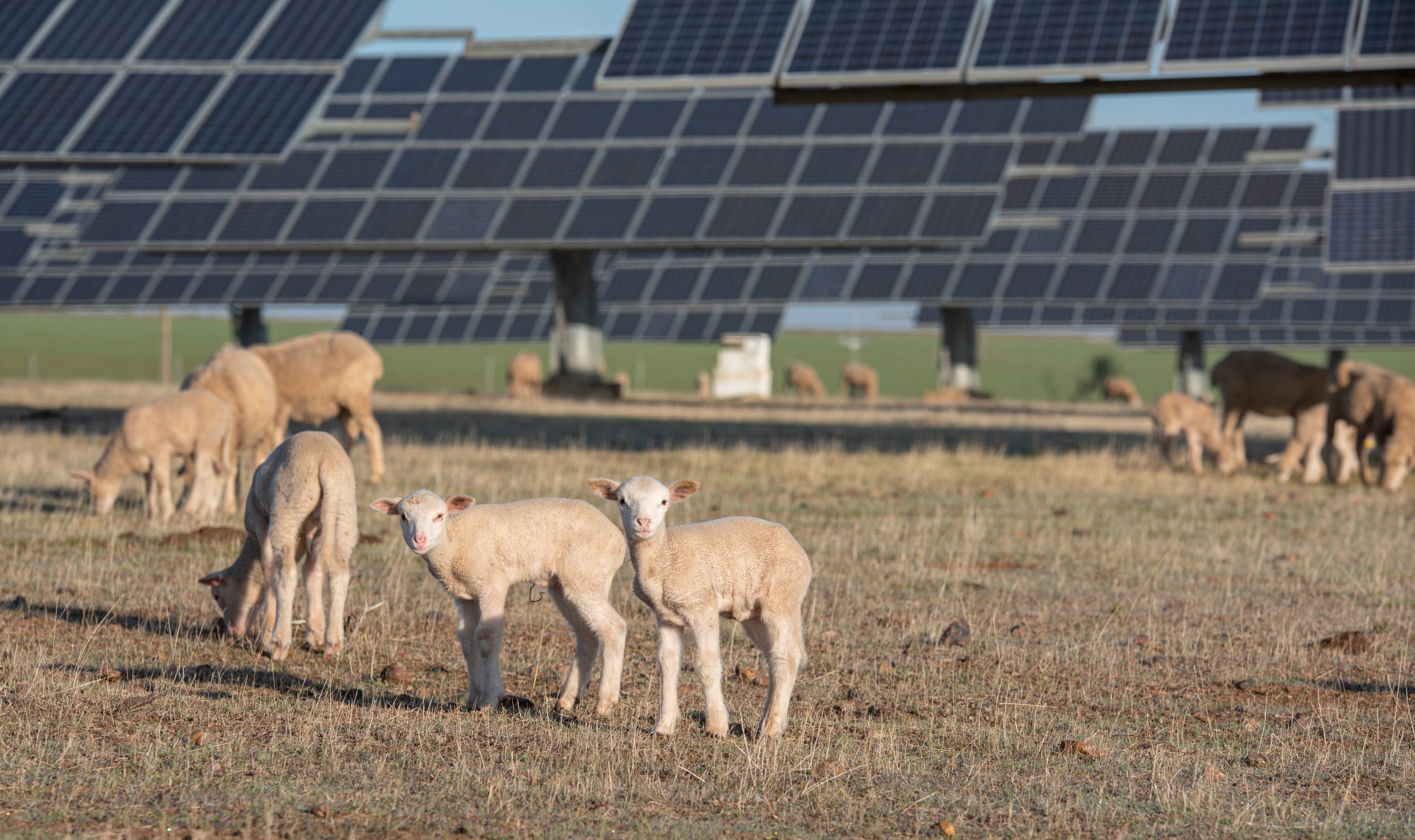 Cornell Professor Discusses Future of Solar Grazing in NY