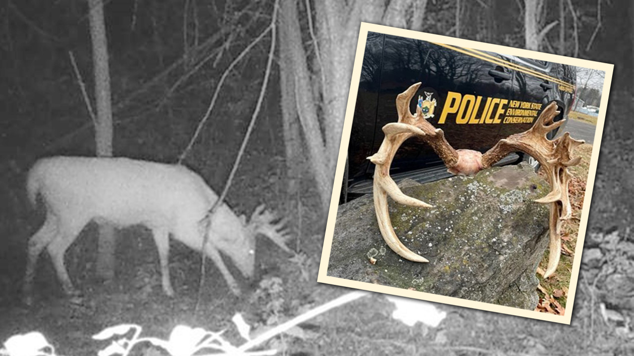 Hunter Fined for Poaching A White Deer