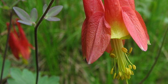 FLX MORNING PODCAST – Lake Friendly Living Month native plant sale