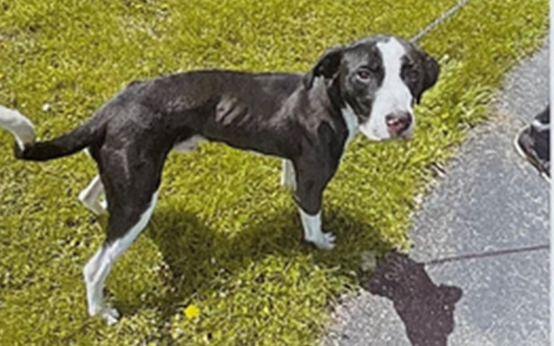 Two Arrested for Animal Cruelty in Bath