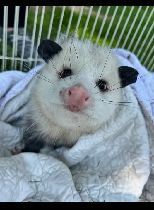 FLX MORNING PODCAST – Wildlife Rockstars