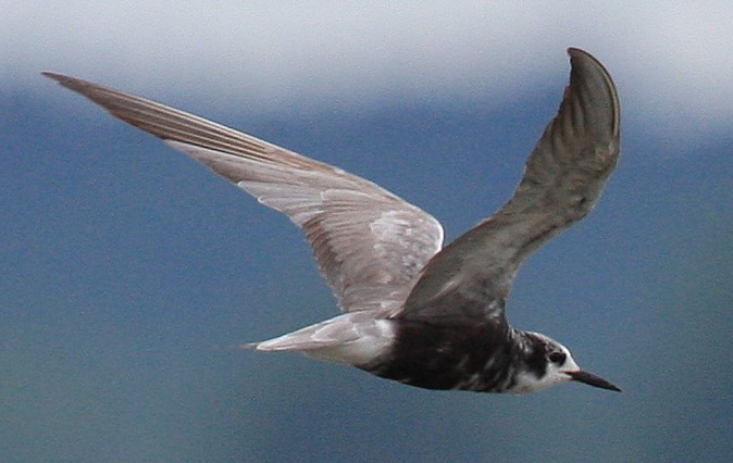 FLX MORNING PODCAST – Chris Lajewski, Montezuma Audubon Center