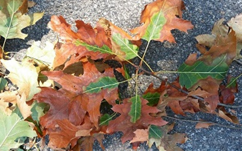 DEC Expands Finger Lakes Oak Wilt Quarantine