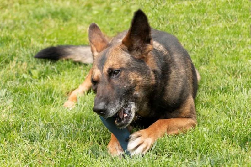 Sheriff Announces Untimely Passing of Yates K9 Deputy Kinni