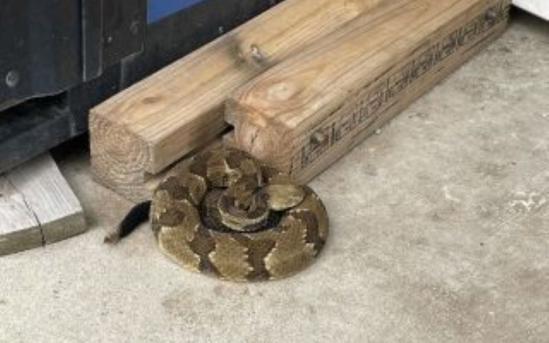 Rattlesnake Found in Steuben County Auto Shop