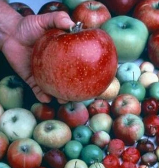 Apples, Grapes, and Tart Cherries U-Pick Tour In Geneva Saturday