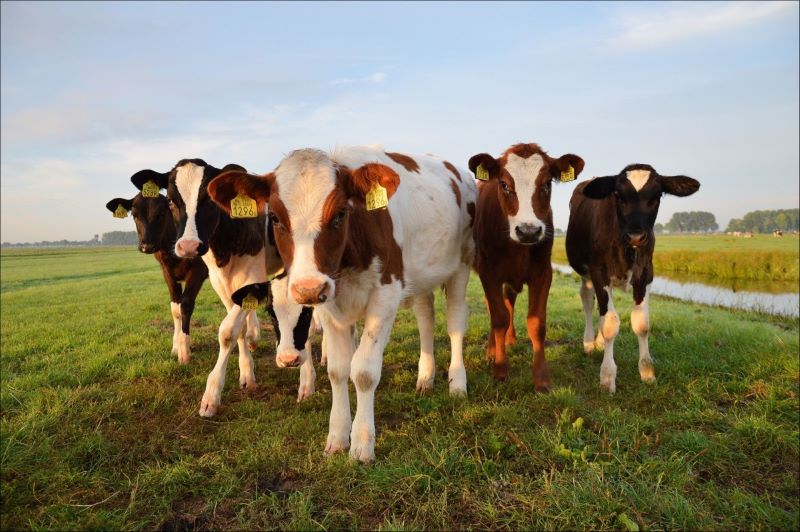 Cayuga County Farmer Selected for USDA State Committee