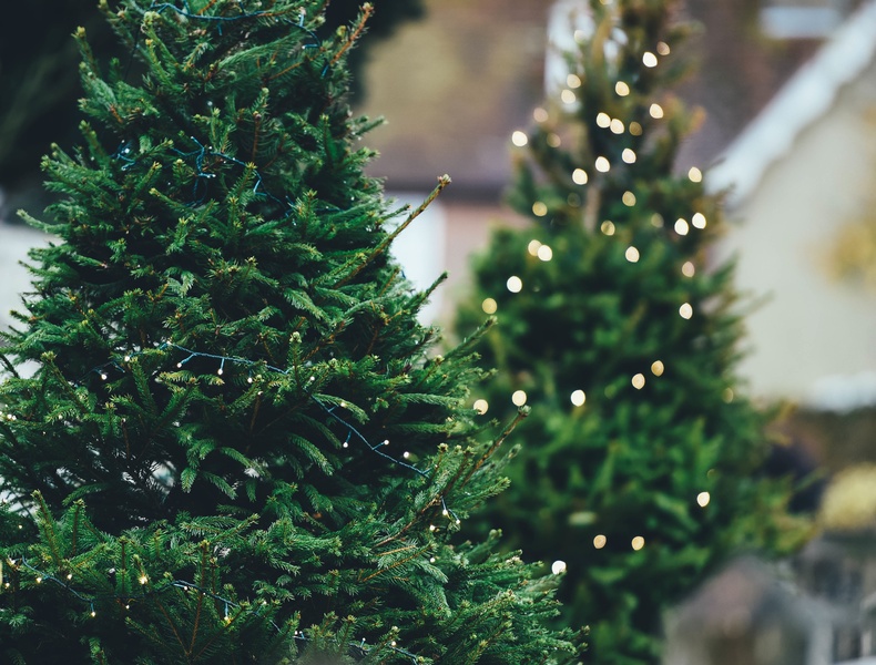 Cayuga County Trade-A-Tree Program Returns Friday