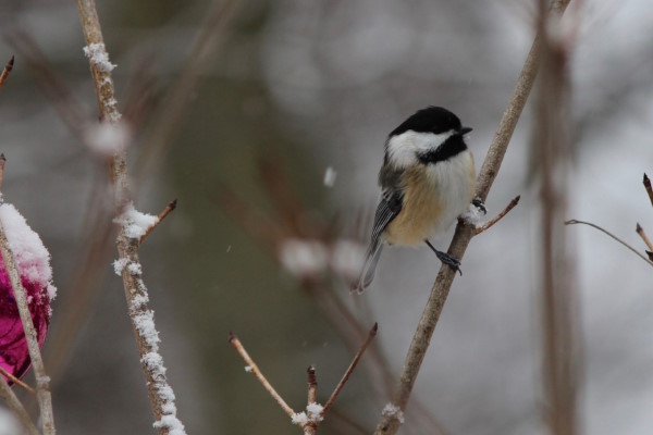 FLX MORNING PODCAST-Chris Lajewski, Montezuma Audobon Center