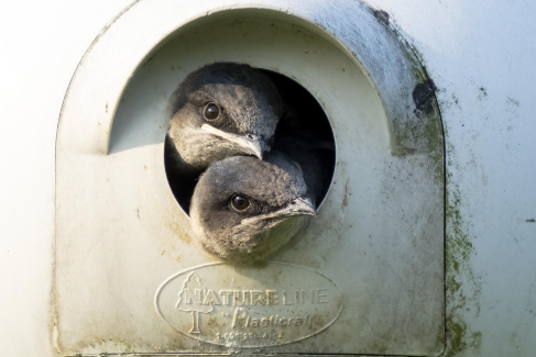 Family Events at Montezuma Audubon Center