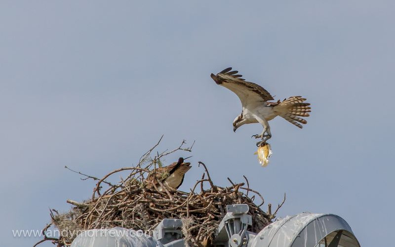 DEC Releases Draft Public Access Plan for Lakeview Wildlife Management Area