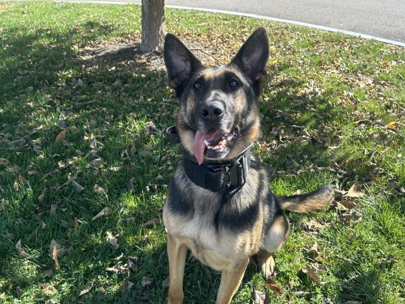 Schuyler County K9 Elza to Receive Life-Saving Vest