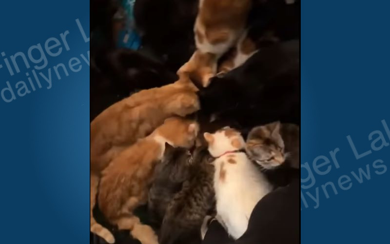 115 Cats Rescued from Central New York Bedroom