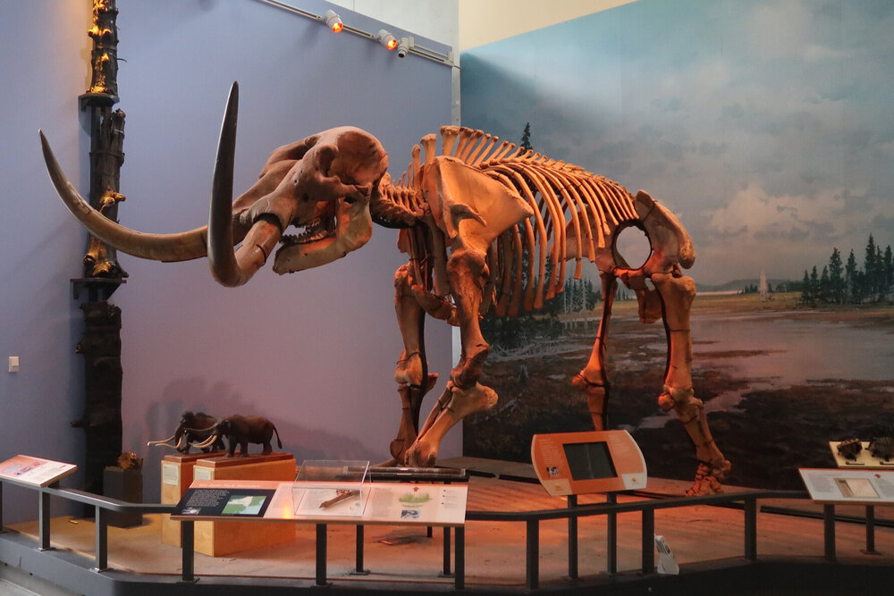 Ithaca Museum Could Become Extinct
