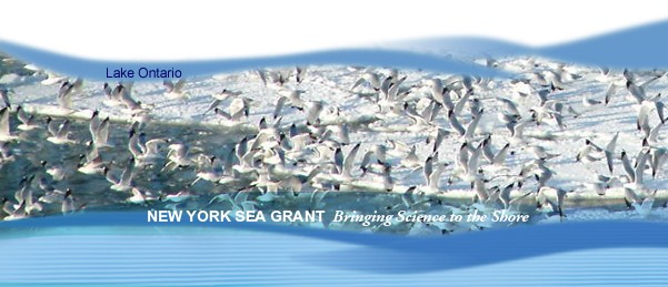 FLX MORNING PODCAST-NY Sea Grant