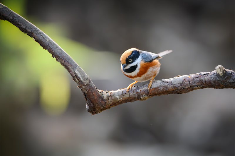 DEC: Keep ‘Lights Out’ to Protect NY’s Migrating Birds