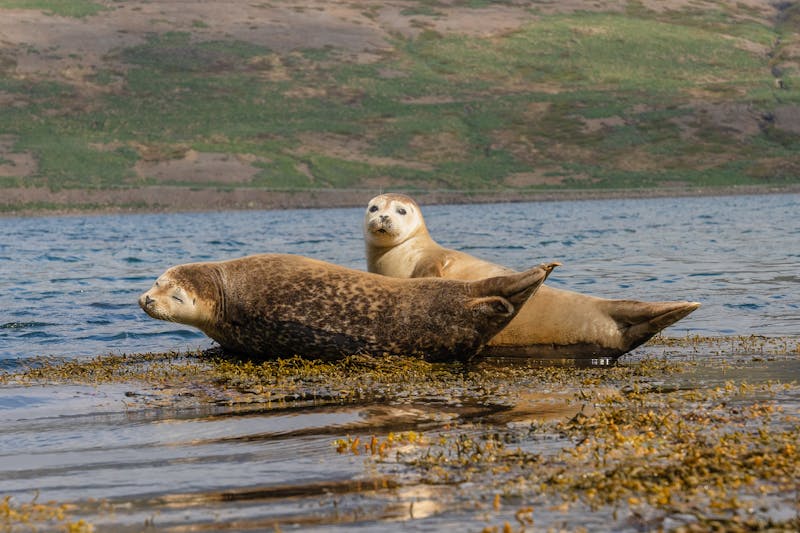 New Yorkers Reminded to Avoid Close Encounters with Seals