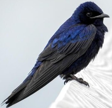 FLX MORNING PODCAST-Montezuma Audubon Center