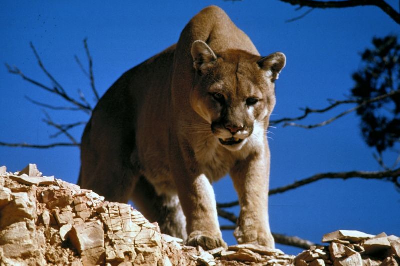 Mountain Lion Spotted on the Streets in Rochester