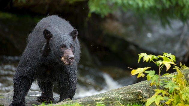 Woman suffers ‘serious injuries’ in bear attack while on her morning jog