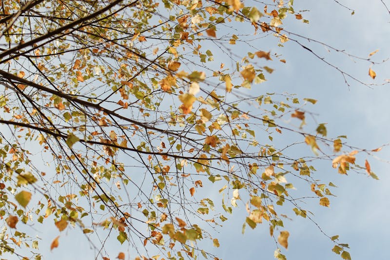 Slight Changes Reported in NY’s Fall Foliage