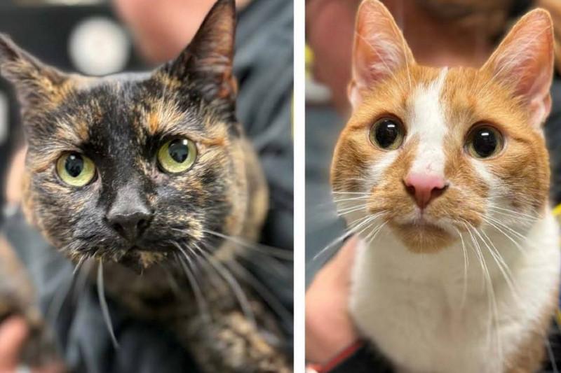 Police Seek Help In Finding Owner of Cats Abandoned in Ontario County