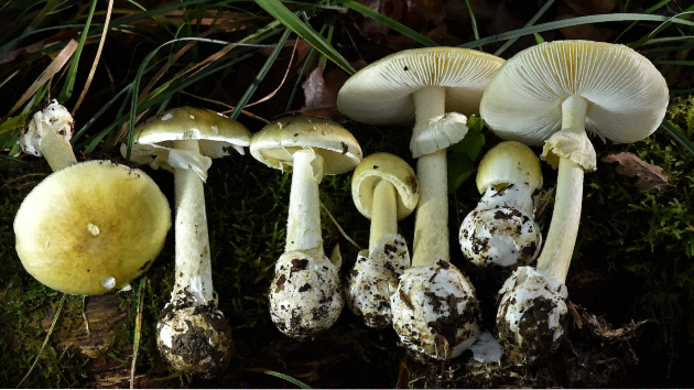 3 deaths, dozens of illnesses linked to California poisonous mushroom outbreak: Officials