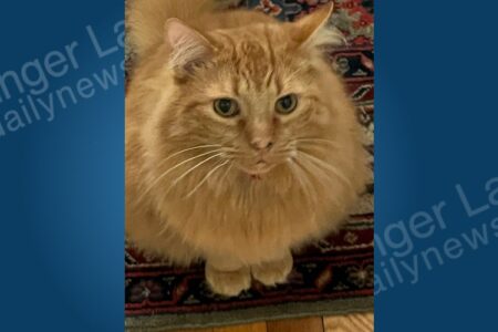 Auburn Cat Competing for Title of America’s Favorite Pet, $10K Prize