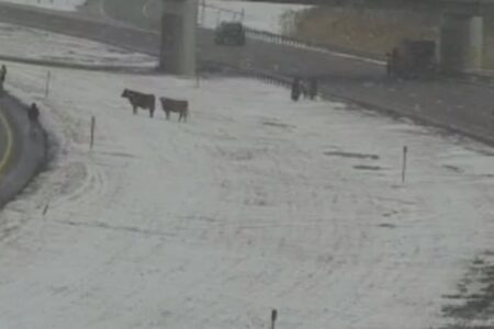 Loose Cows Shut Down Lanes on I-90 near Buffalo